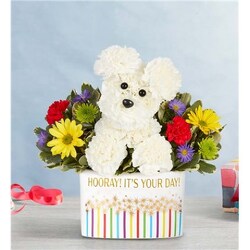 Party Pooch Davenport Florist - Same Day Flower Delivery - Flower Power 